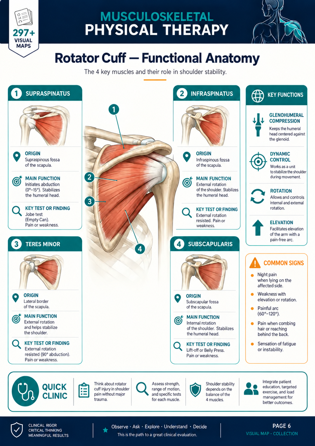 Rotator Cuff visual map in English